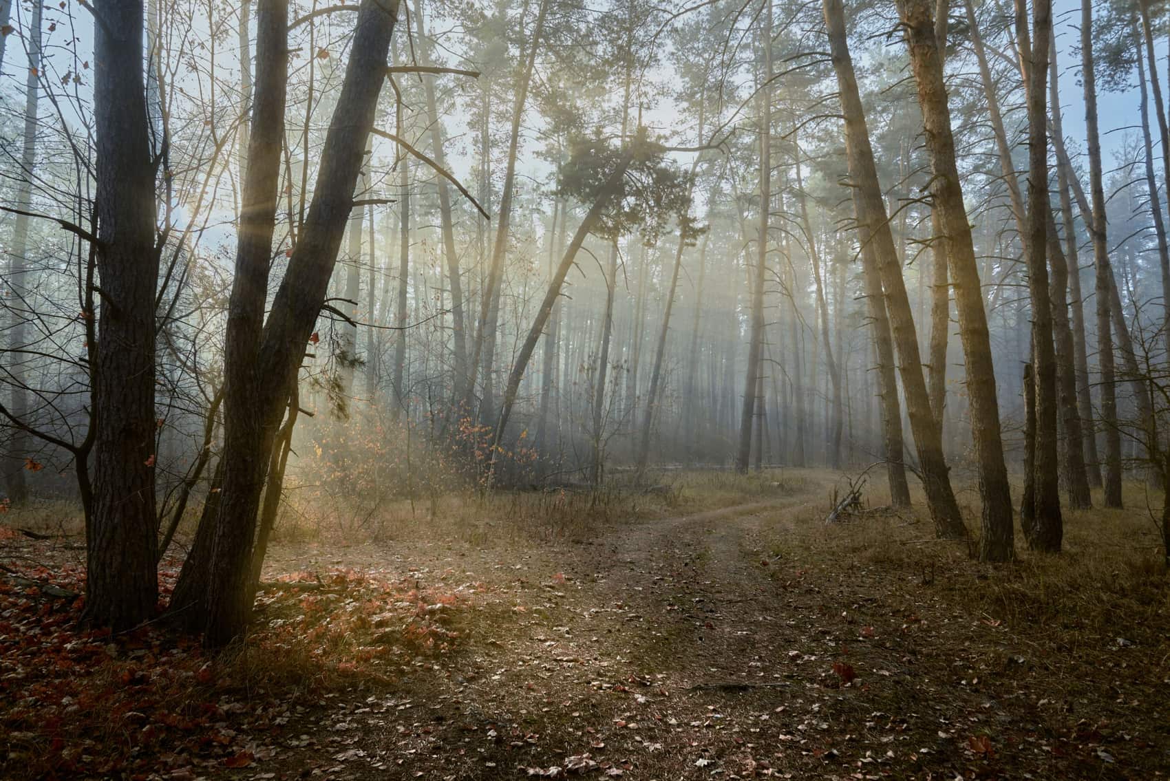 A forest path in the morning mist