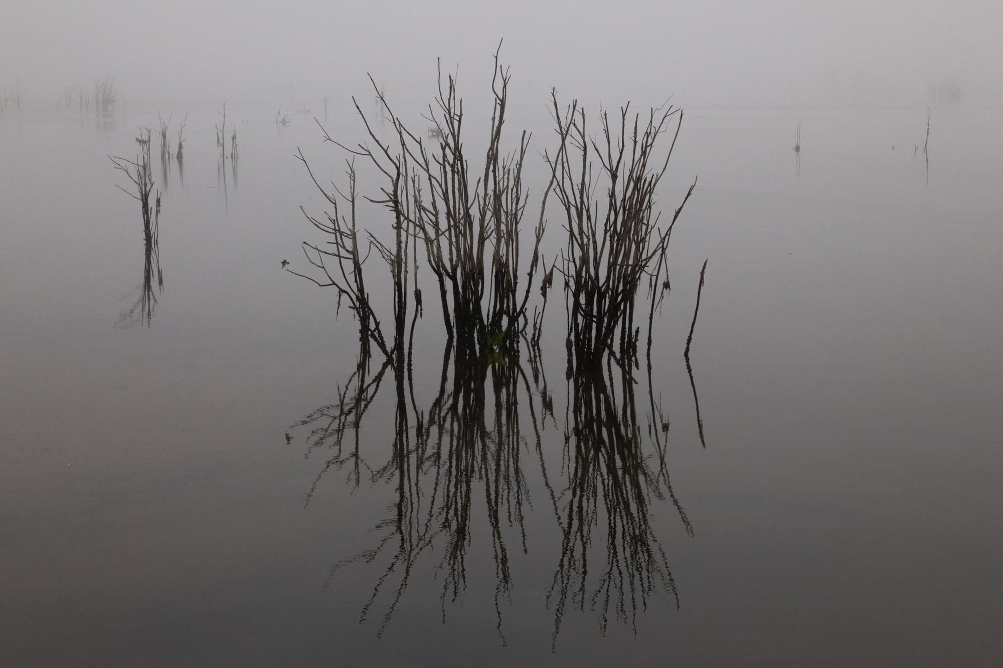 Reeds reflected in a misty lake